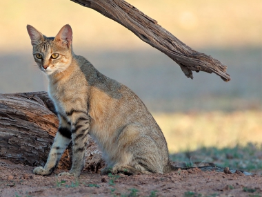 African Wild Cat