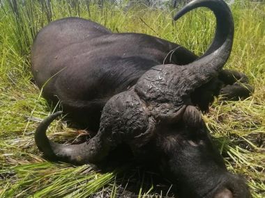 CapeBuffalo-hunting19-th.jpg
