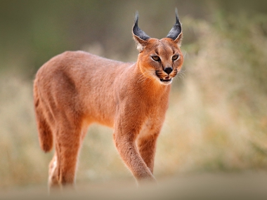 Caracal