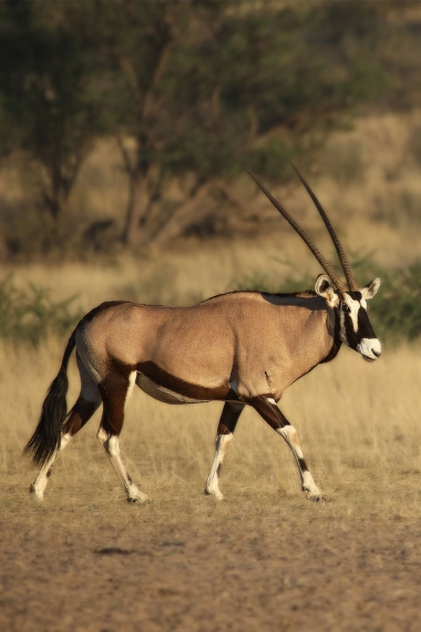 Hunting Gemsbok with Likhulu Safaris