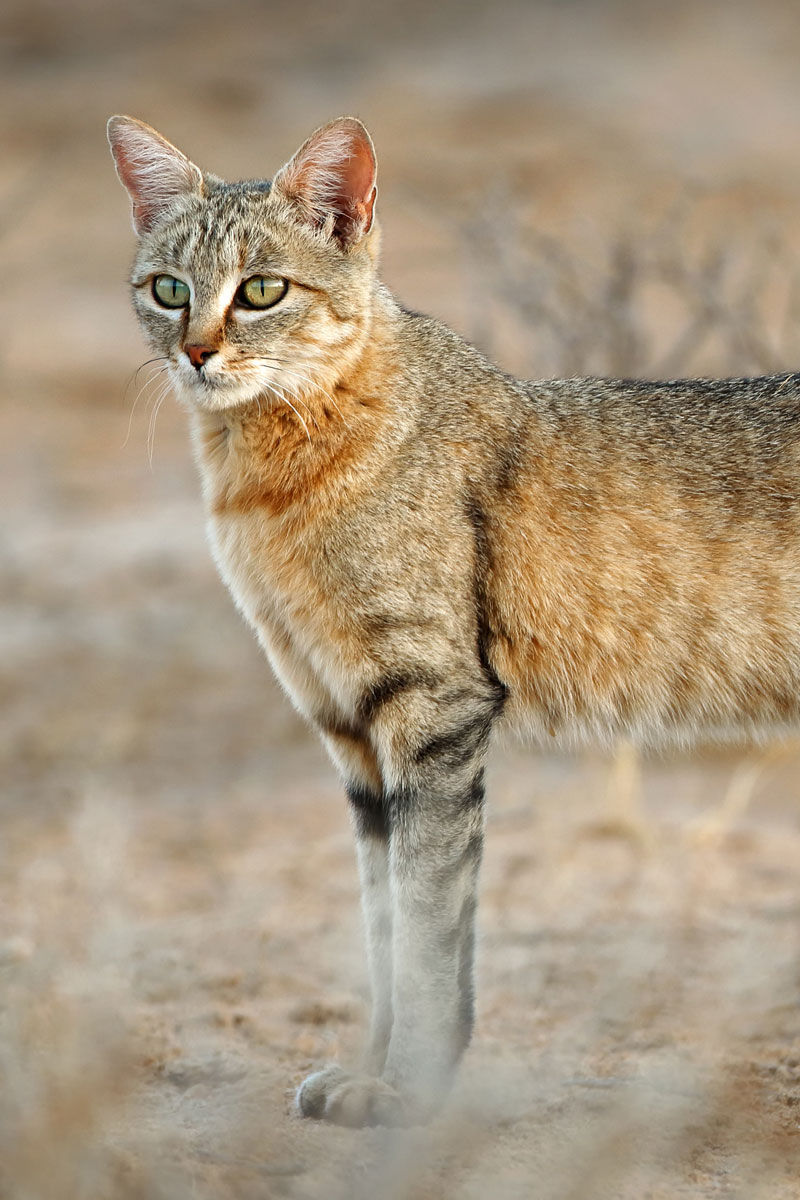 Hunting African Wild Cat with Likhulu Safaris