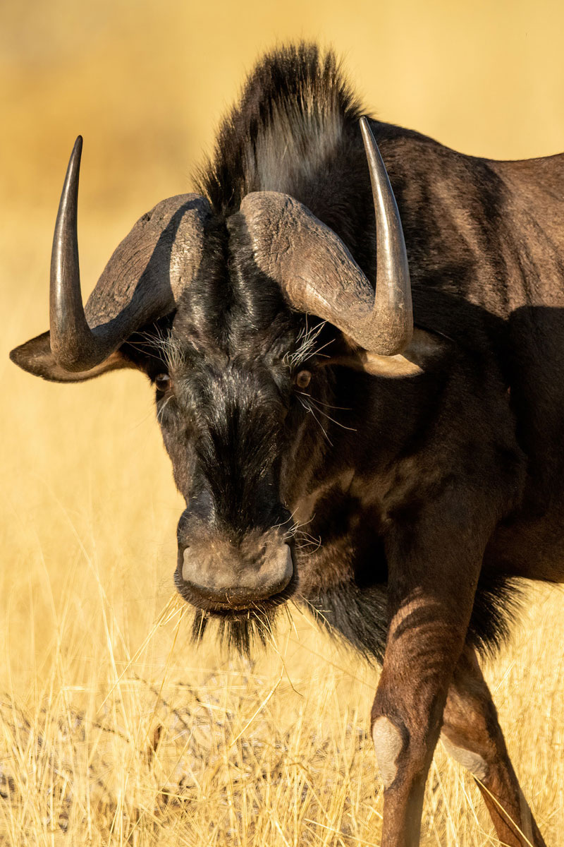 Hunting Eland with Likhulu Safaris