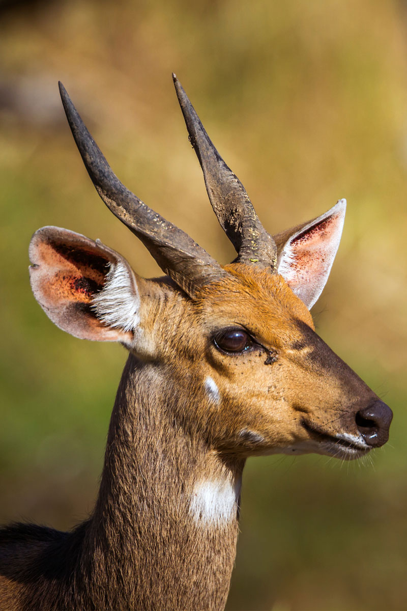 Hunting Bushbuck with Likhulu Safaris