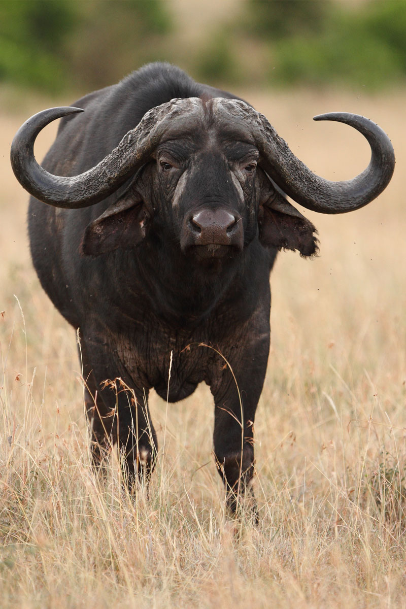 Hunting Cape Buffalo with Likhulu Safaris