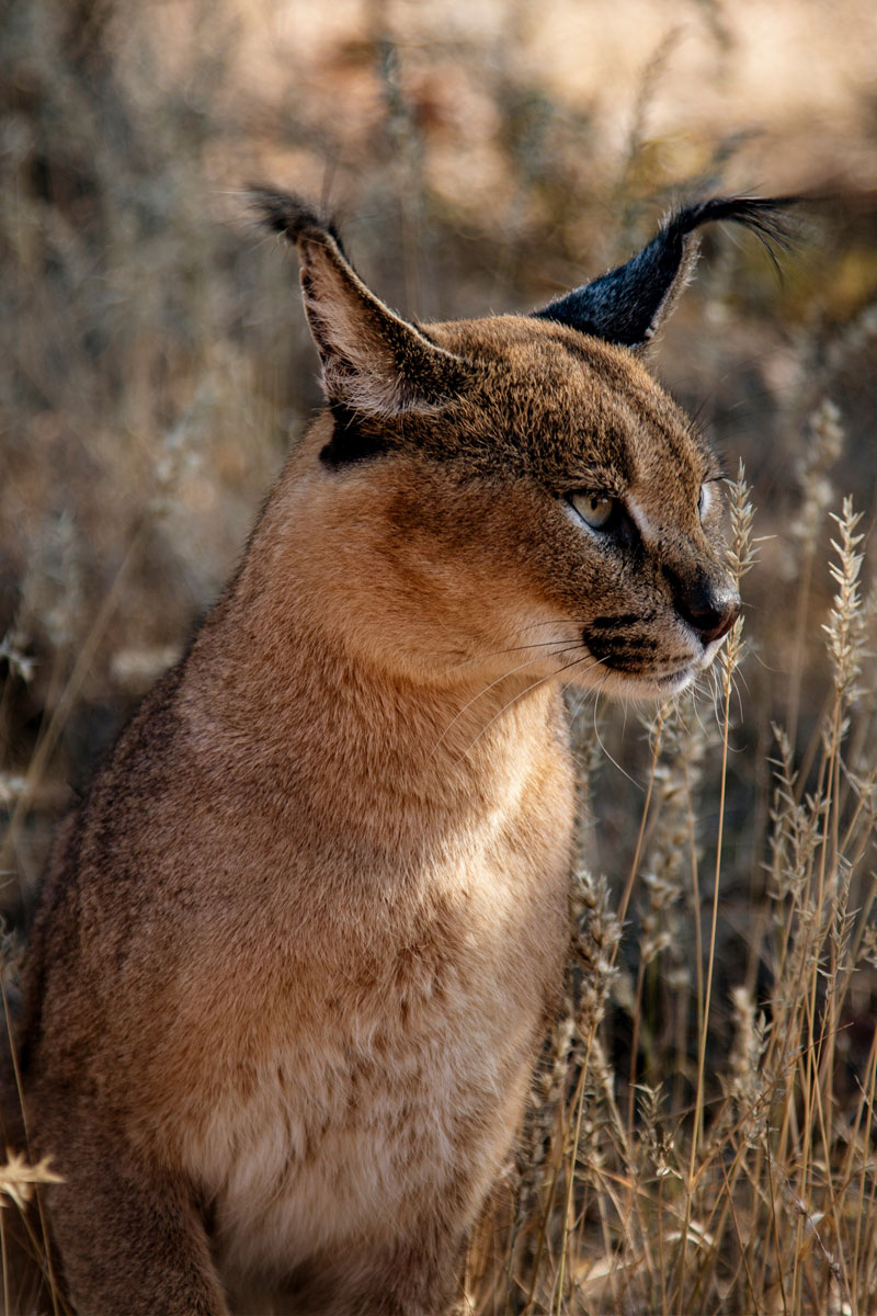 Hunting Caracal with Likhulu Safaris