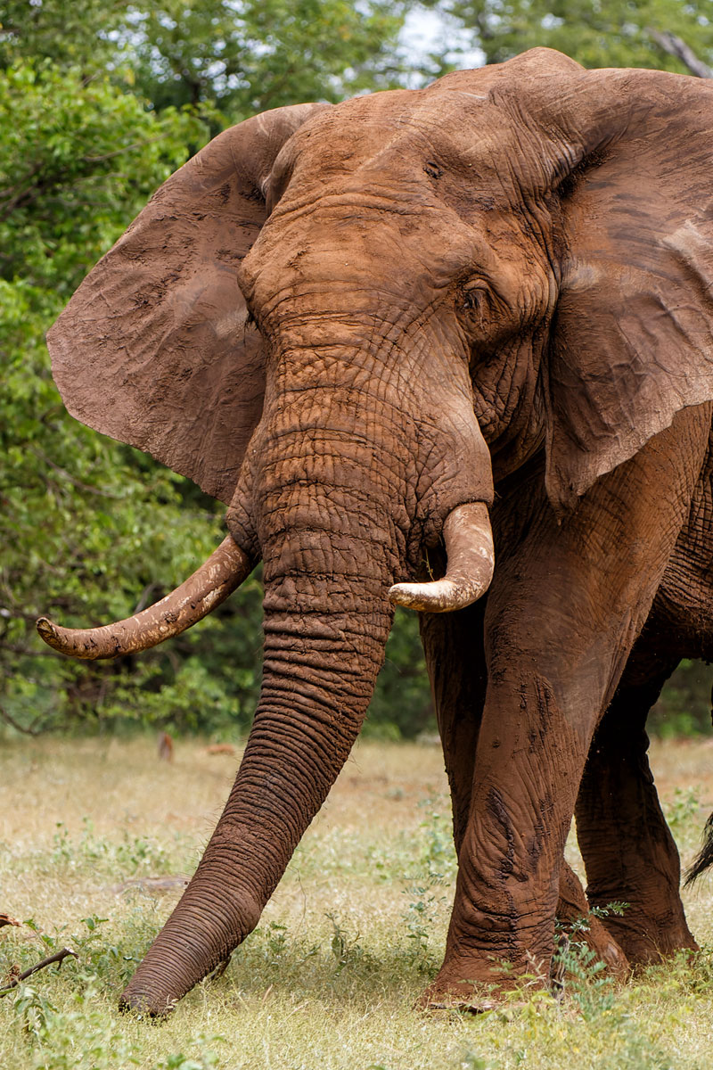 Hunting Elephant with Likhulu Safaris
