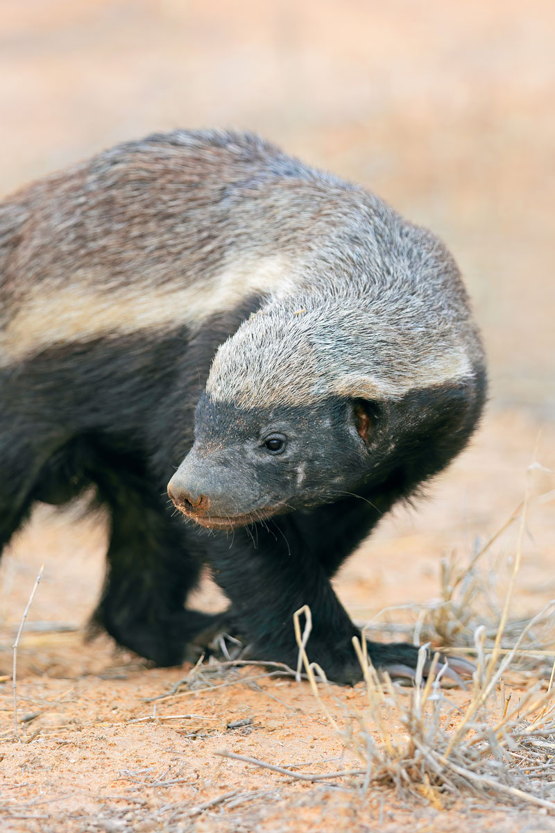 Hunting Honey Badger with Likhulu Safaris
