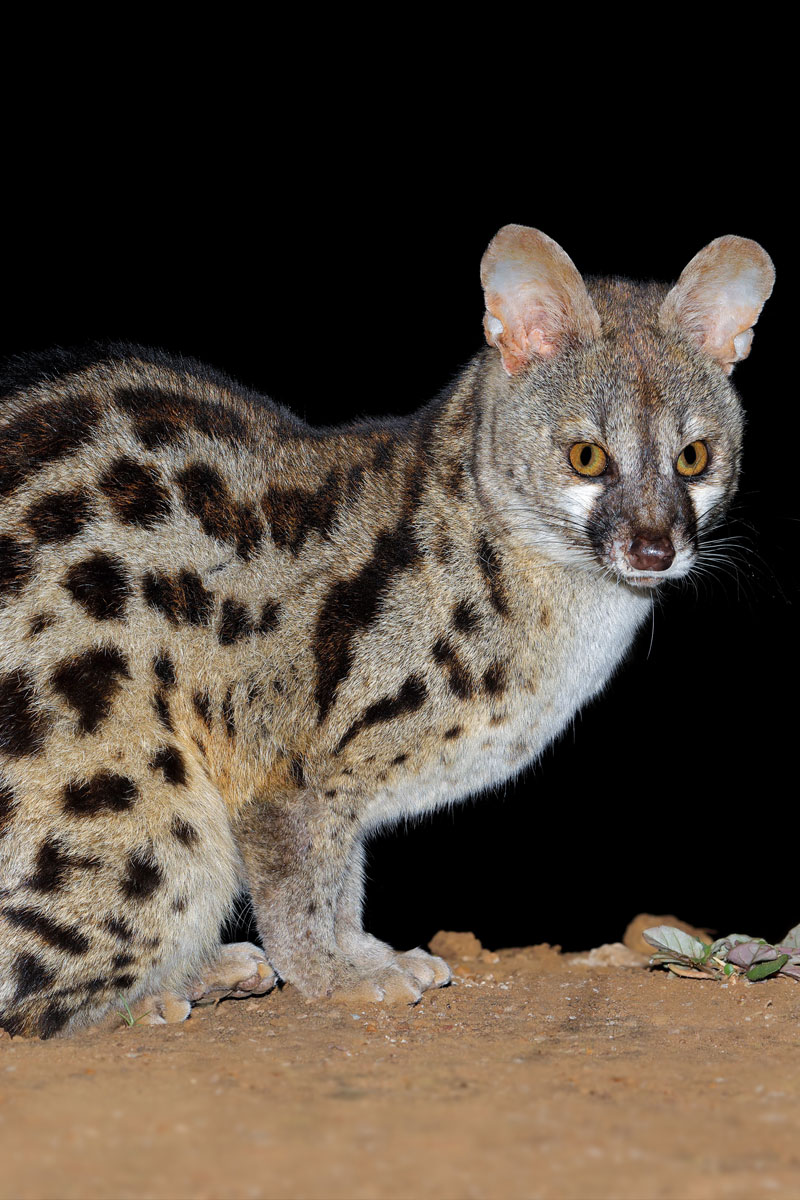 Hunting Large-Spotted Genet with Likhulu Safaris