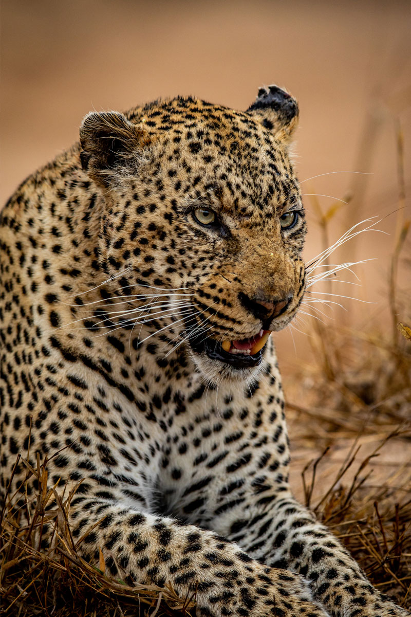 Hunting Leopard with Likhulu Safaris