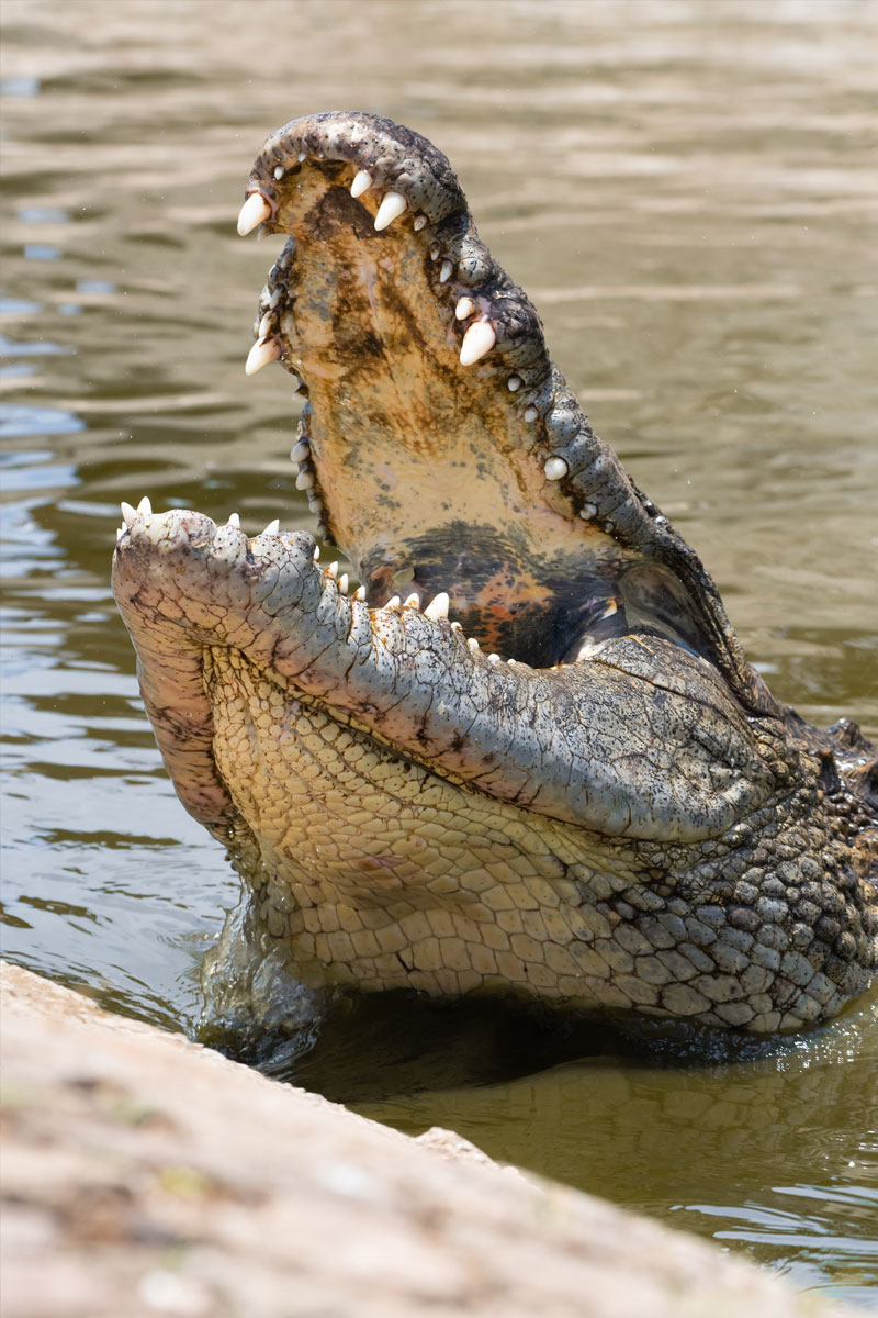 Hunting Nile Crocodile with Likhulu Safaris