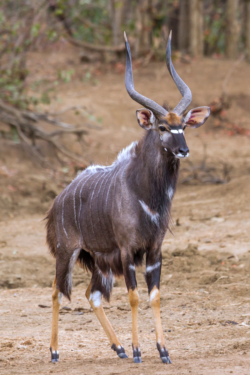 Hunting Nyala with Likhulu Safaris