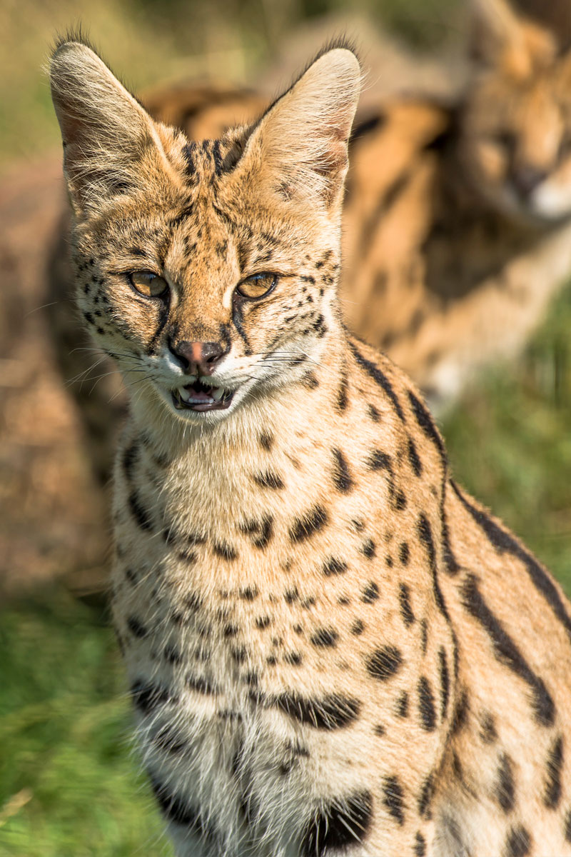 Hunting Serval Cat with Likhulu Safaris