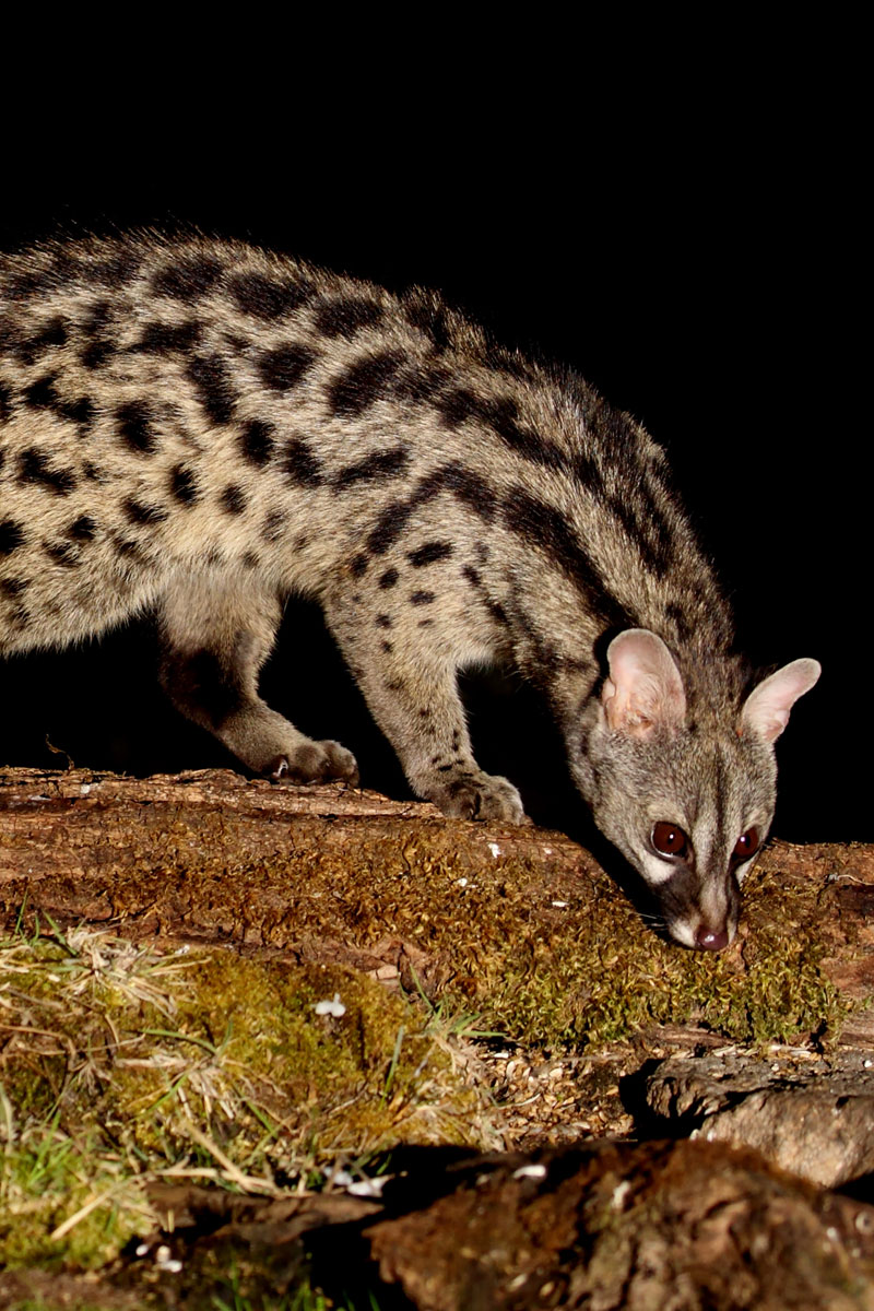 Hunting Small-Spotted Genet with Likhulu Safaris