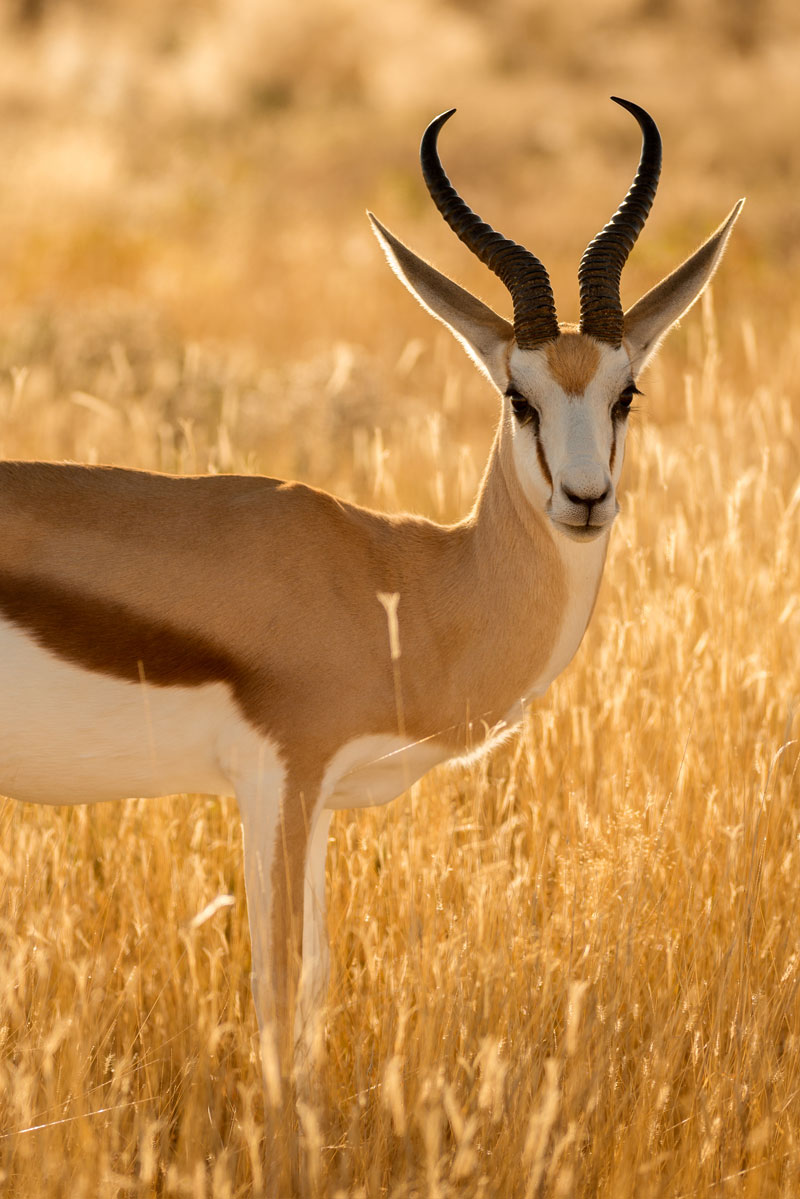 Hunting Springbok with Likhulu Safaris