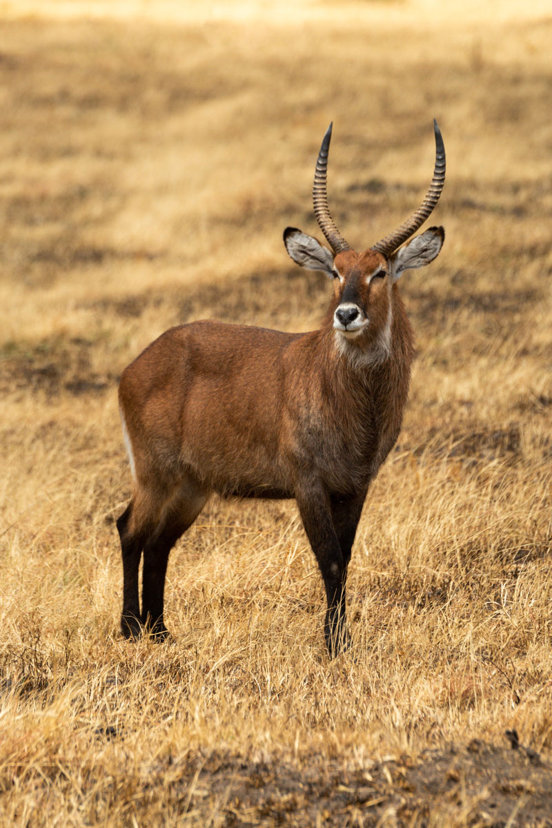 Hunting Waterbuck with Likhulu Safaris