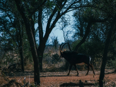 LikhuluSafaris-Hunting-Scenes-06-th.jpg