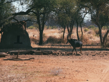 LikhuluSafaris-Hunting-Scenes-16-th.jpg