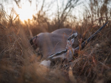 LikhuluSafaris-Hunting-Scenes-24-th.jpg