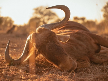 LikhuluSafaris-Hunting-Scenes-29-th.jpg