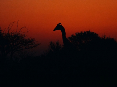 LikhuluSafaris-Hunting-Scenes-39-th.jpg