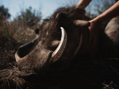 LikhuluSafaris-Hunting-Scenes-41-th.jpg