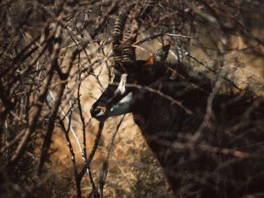 LikhuluSafaris-Hunting-Scenes-44-th.jpg