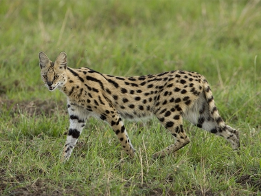 Serval Cat