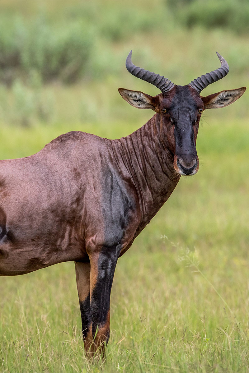 Hunting Tsessebe with Likhulu Safaris