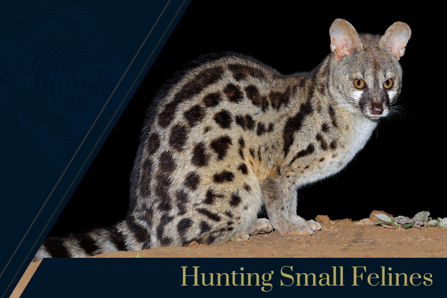 Hunting Small Felines - Felines are perhaps the most successful predators among mammals. More species of felines exist than of canines. Let;s talk about what cats, other than Lion, Leopard and Cheetah, you can hunt in Africa. There are three: Caracal, Serval, and African Wild Cat.