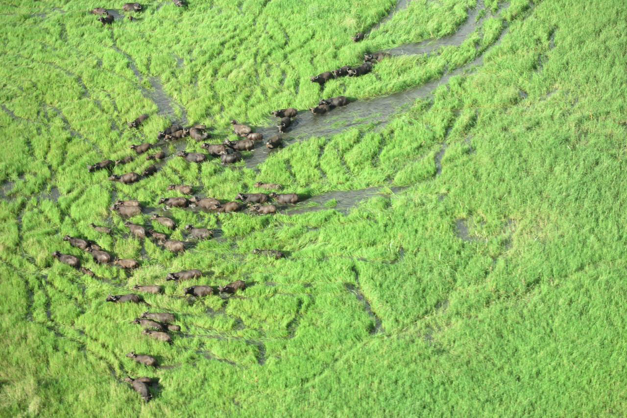 Buffalo Hunting in Mozambique with Likhulu Safaris