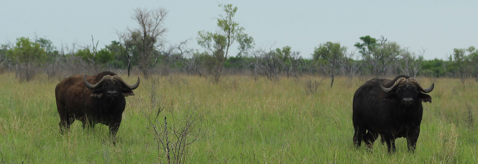 Cape Buffalo Hunt with Likhulu Safaris