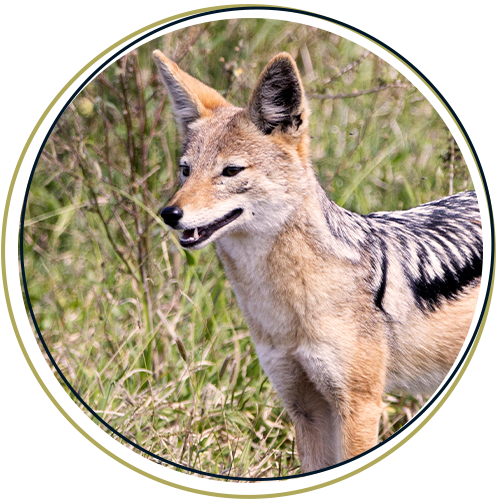 Black Backed Jackal