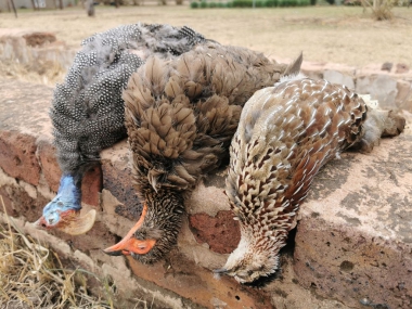 likhulu-wingshooting08-th.jpg