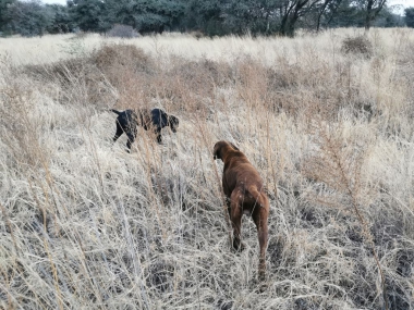 likhulu-wingshooting16-th.jpg