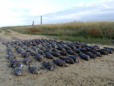 likhulu-wingshooting48-th.jpg