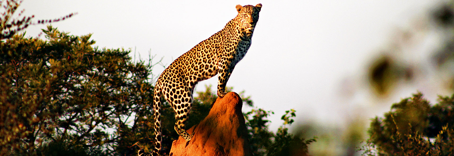 Photographic Safaris with Likhulu Safaris