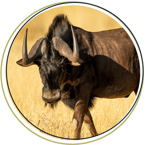Black Wildebeest