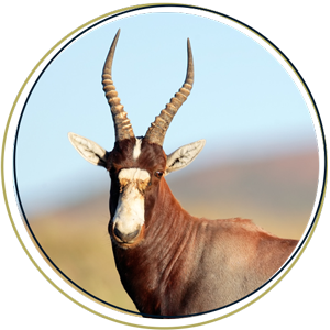 Blesbok