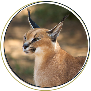 Caracal