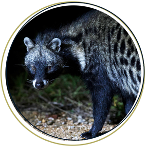 Civet Cat