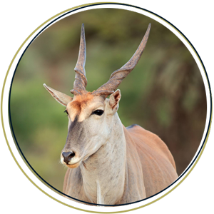 Eland