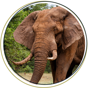 African Elephant