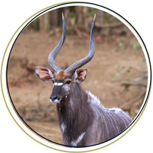 Nyala