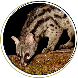 Small-Spotted Genet