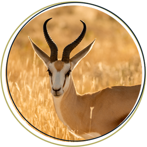 Springbok