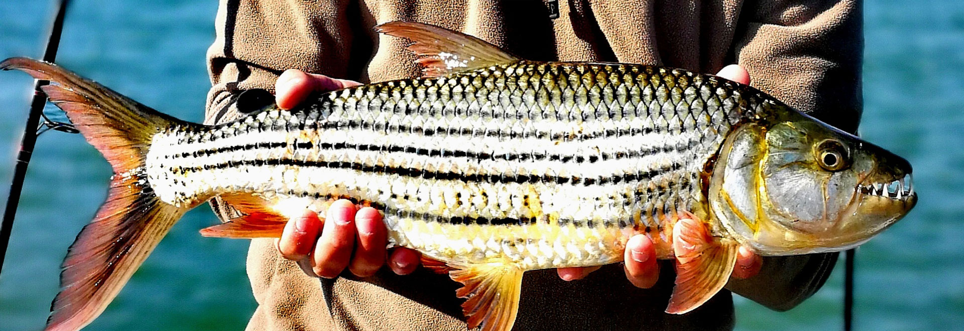 Tiger Fishing with Likhulu Safaris